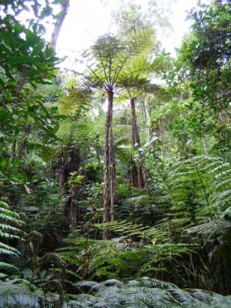 Regenwald von Kumbago-Lushoto-Tanga-Tanzania